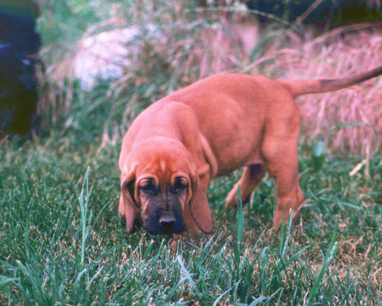 Щенок бладхаунда взял след