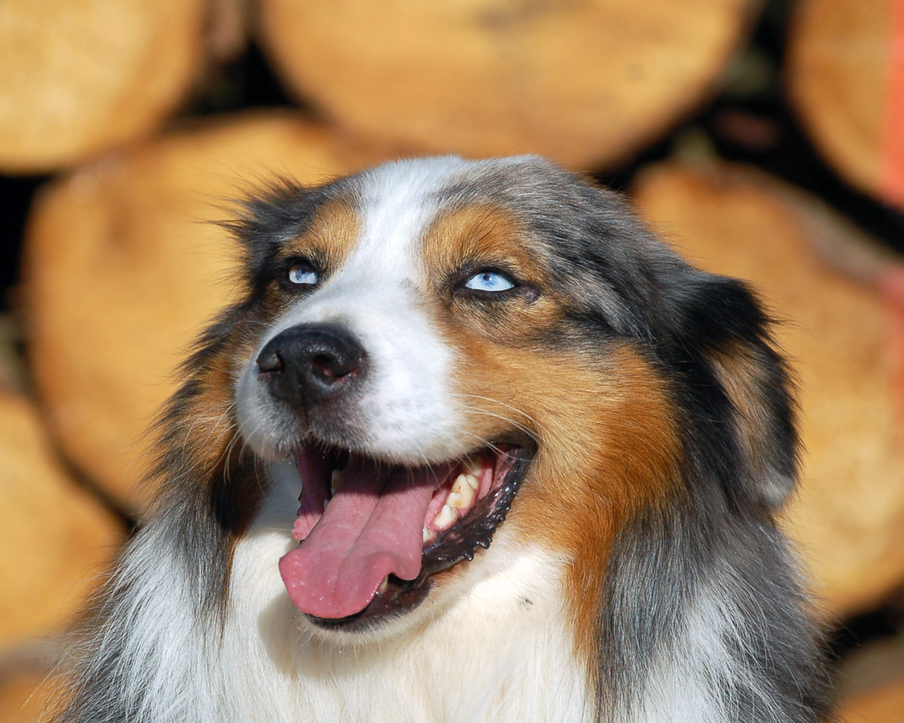 Голубоглазая австралийская овчарка