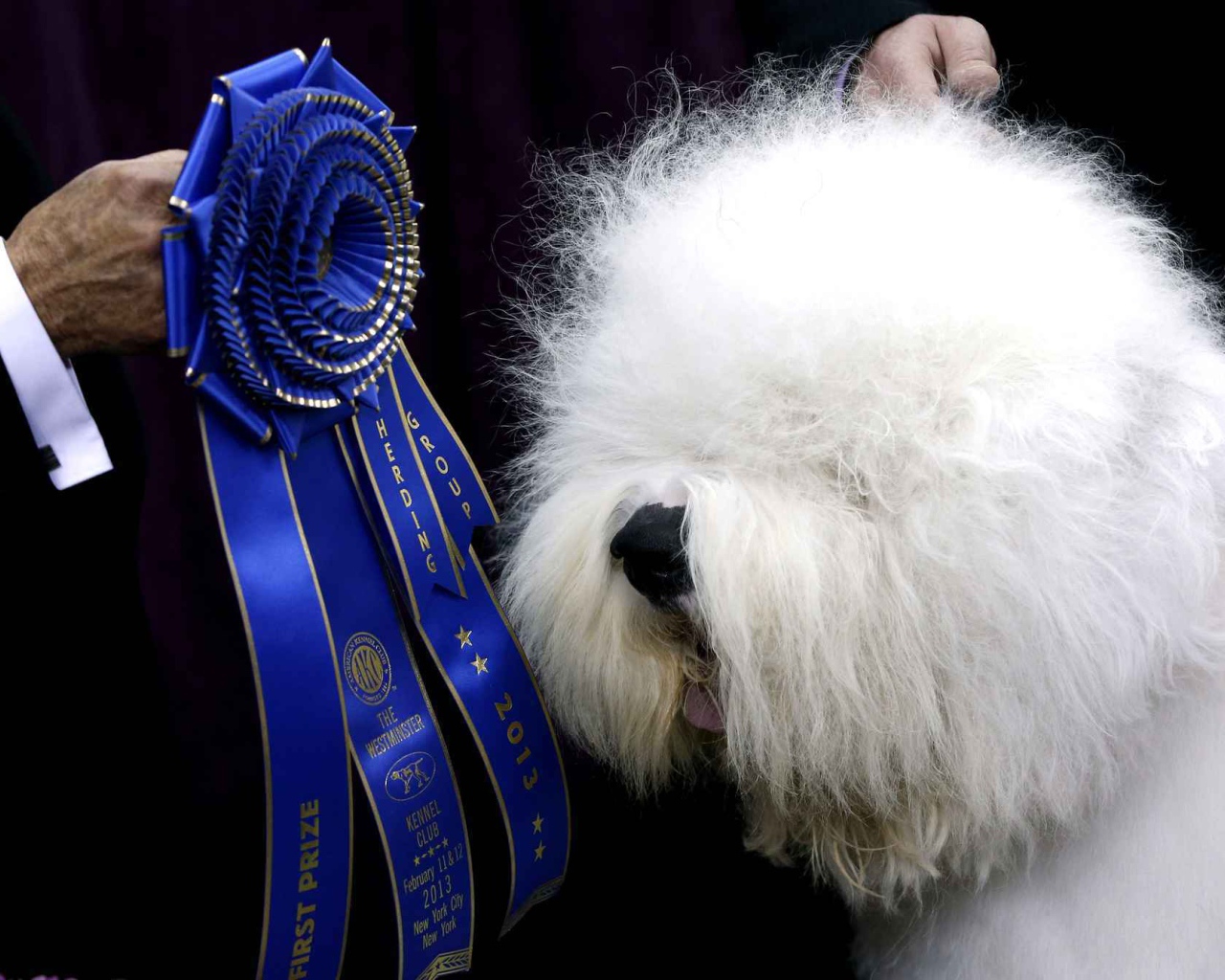 Собака породы бобтейл и её награда