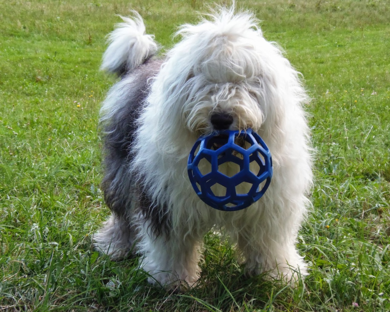 Bobtail Dog breed with a toy