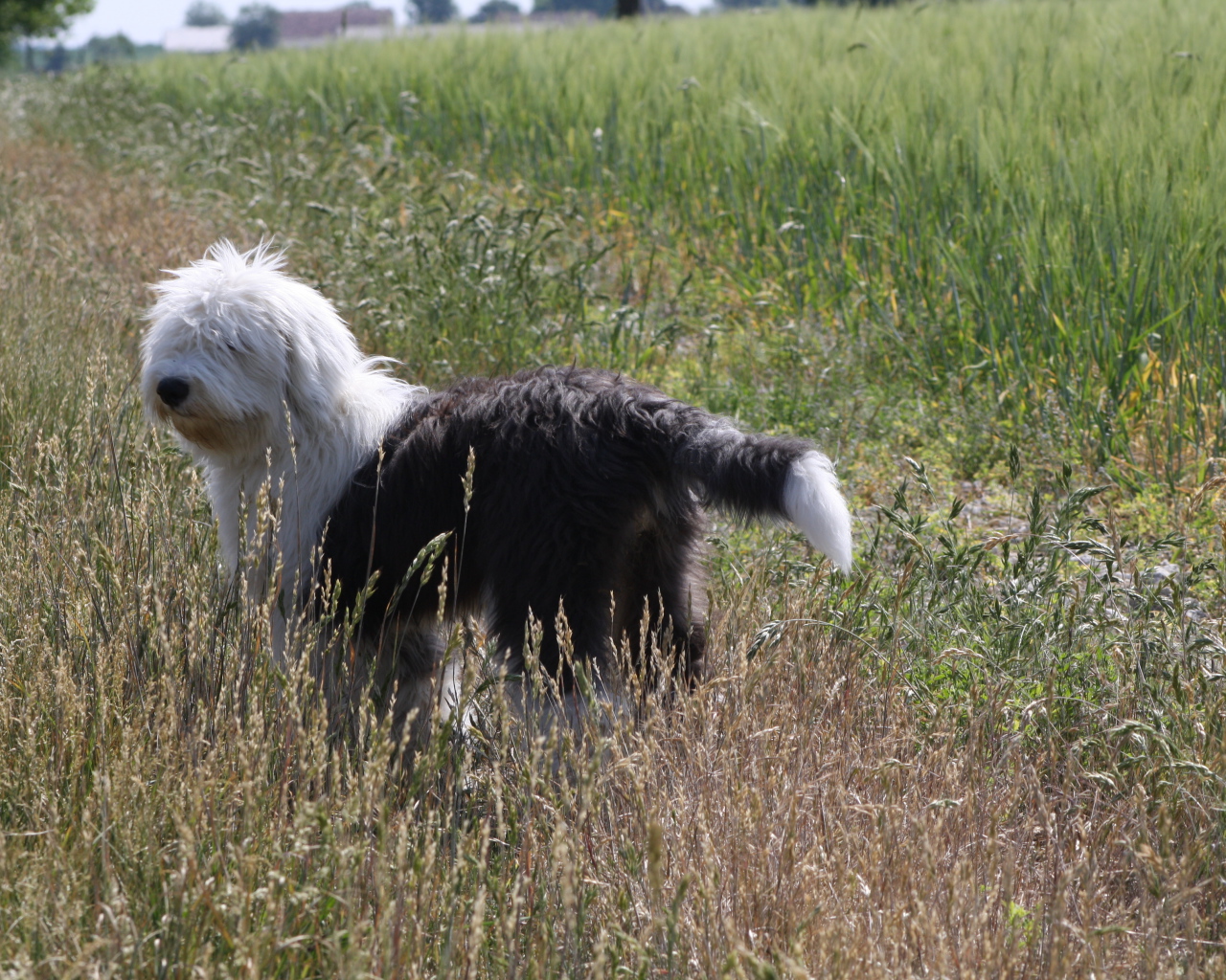 Собака породы бобтейл стоит в поле