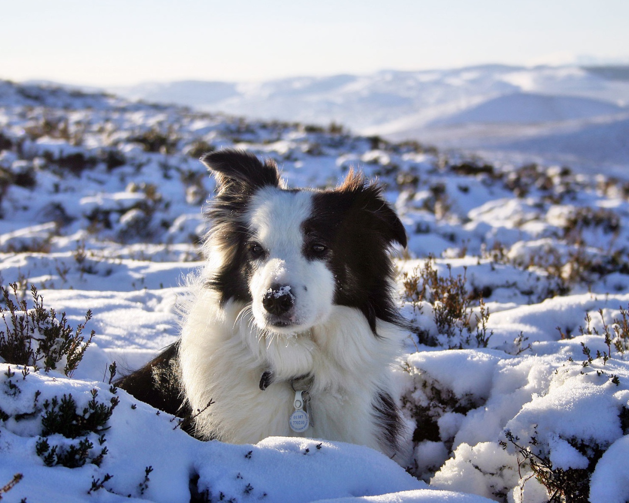 Бордер-колли замёрзла