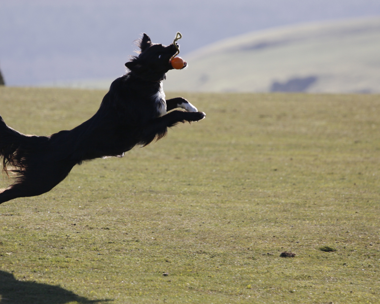 Бордер-колли в прыжке