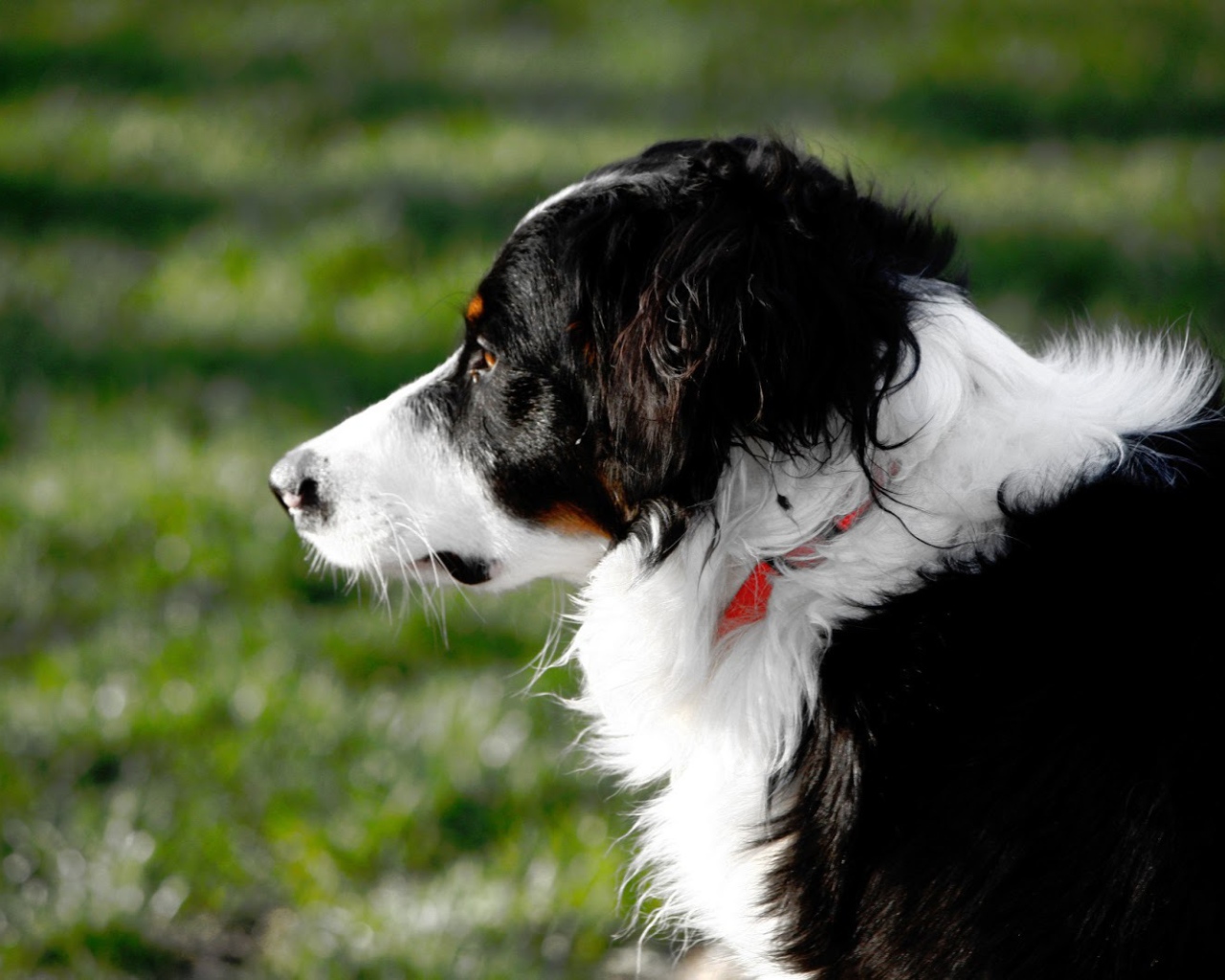 Бордер-колли смотрит вдаль на фоне травы