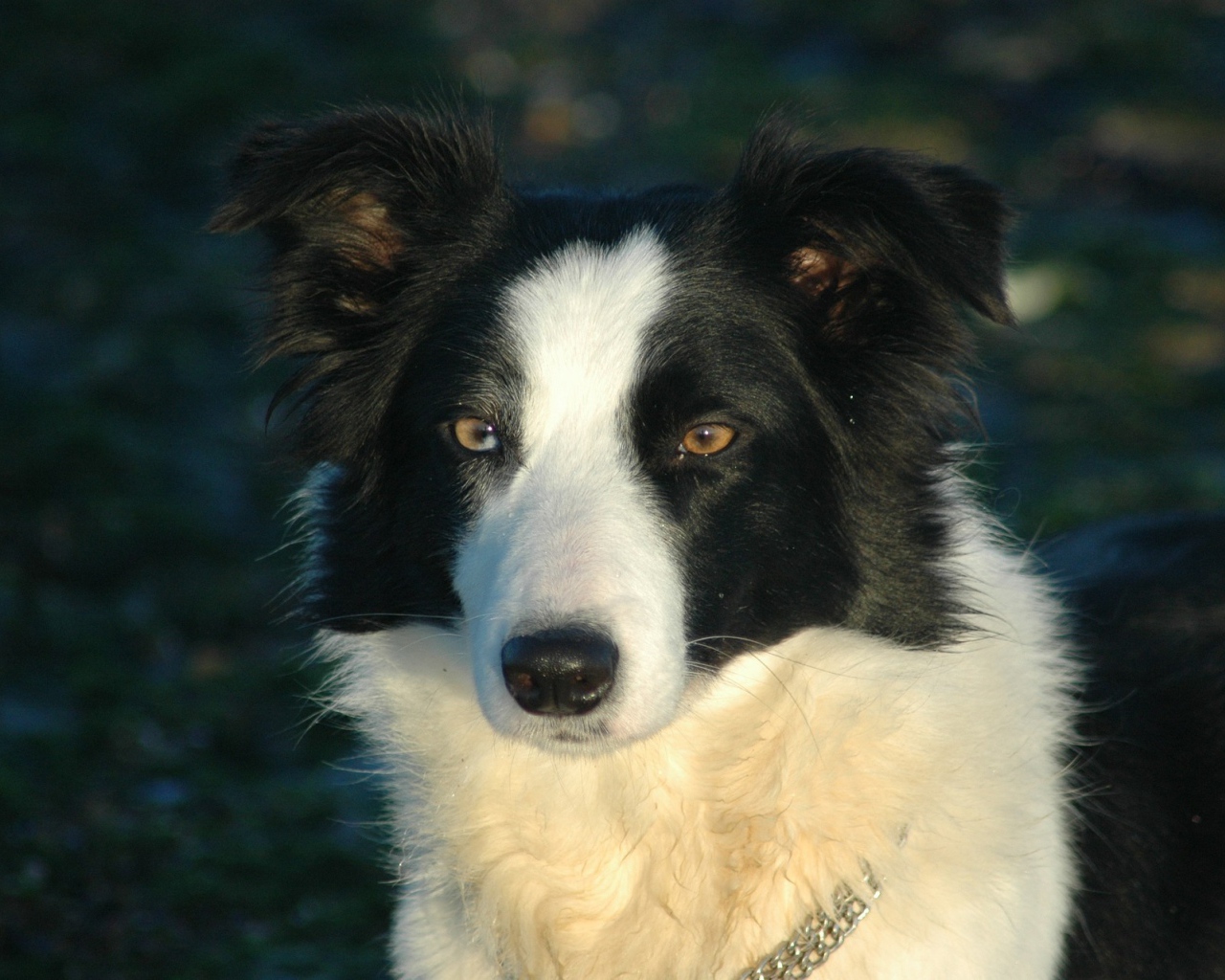 Бордер-колли на тёмном фоне