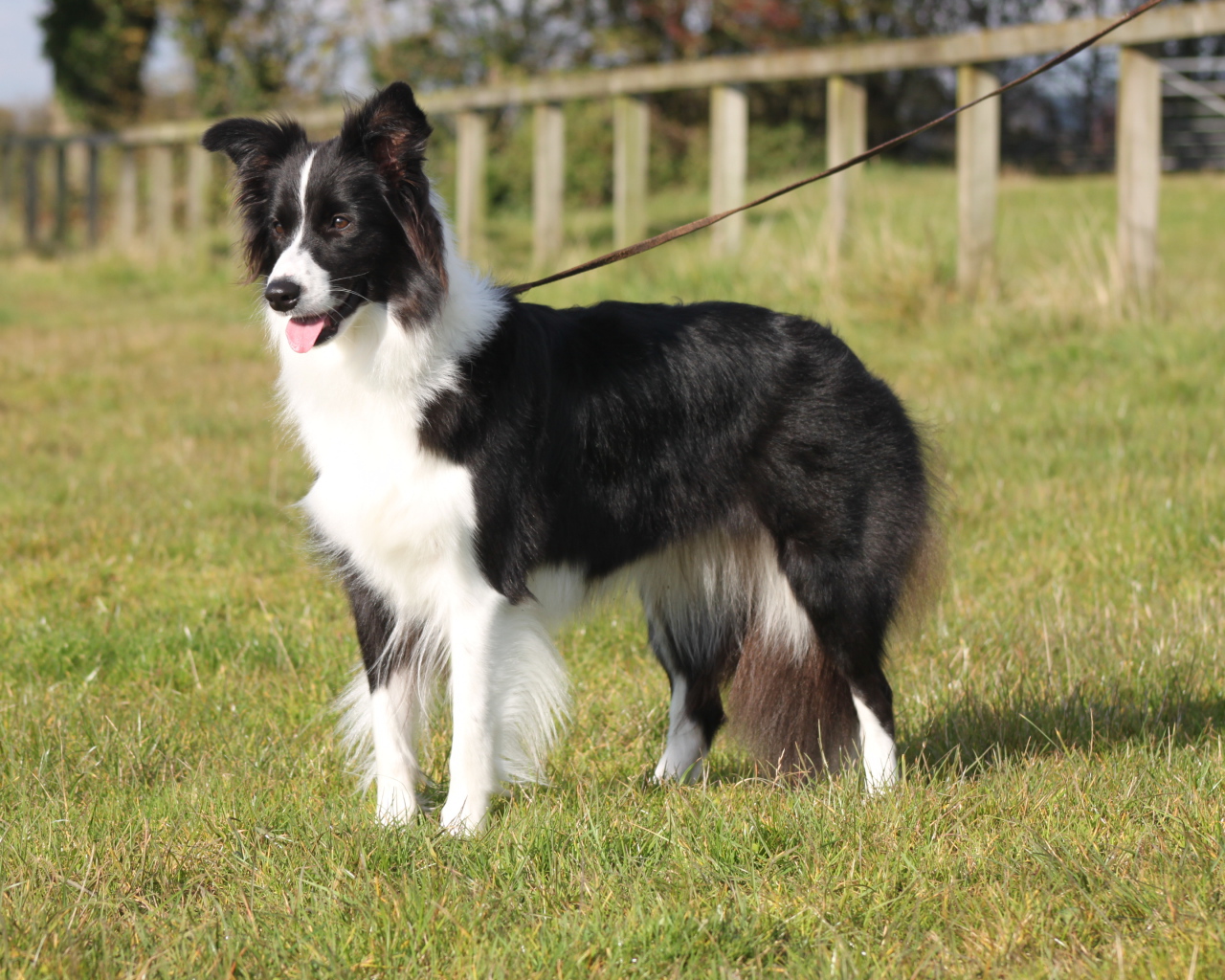Бордер-колли на поводке