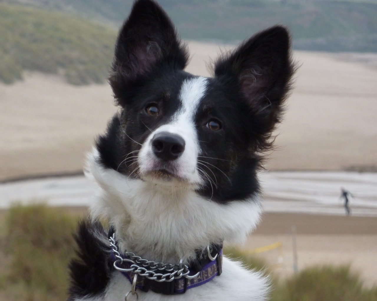 Бордер-колли на фоне пляжа