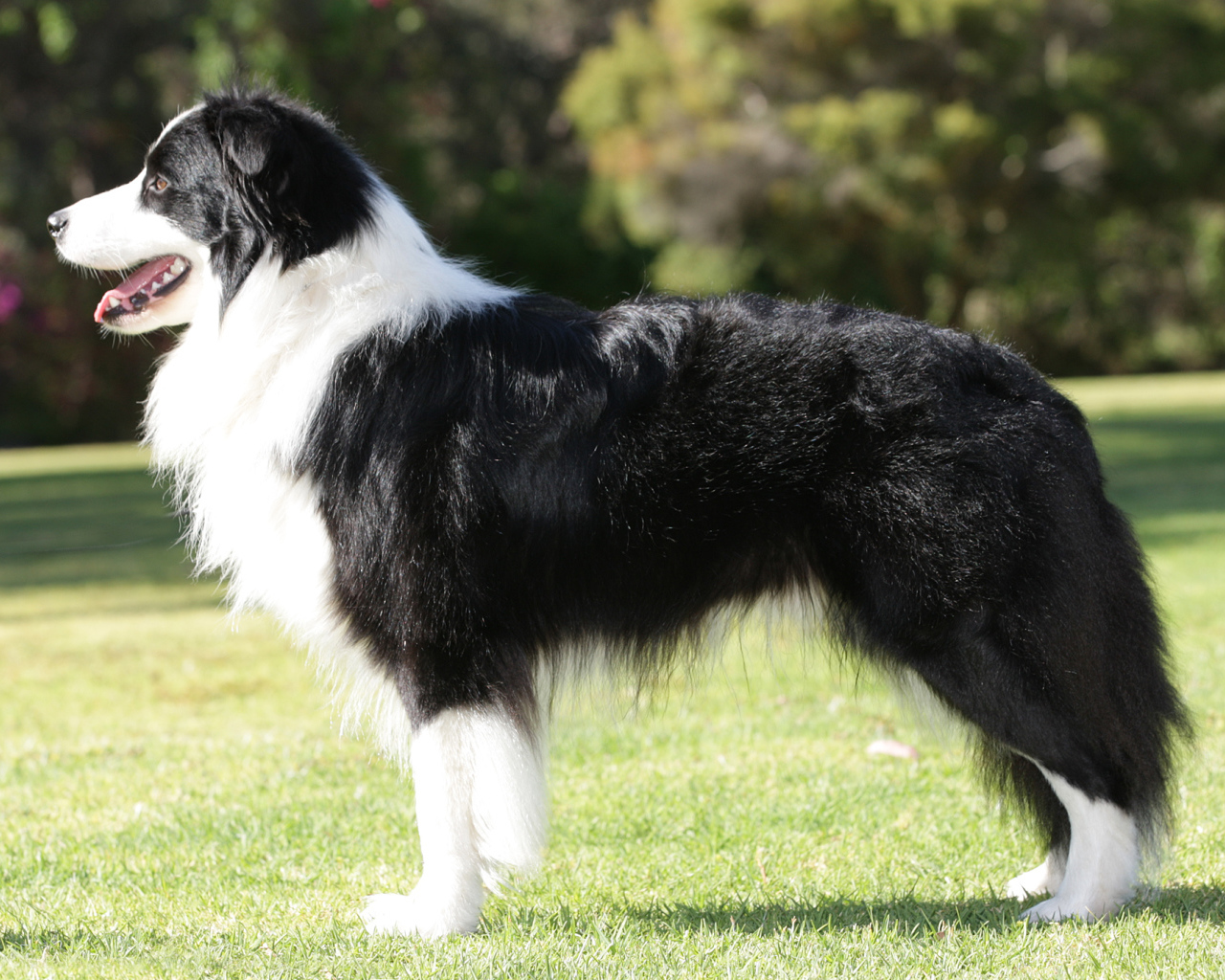 Бордер-колли на лужайке