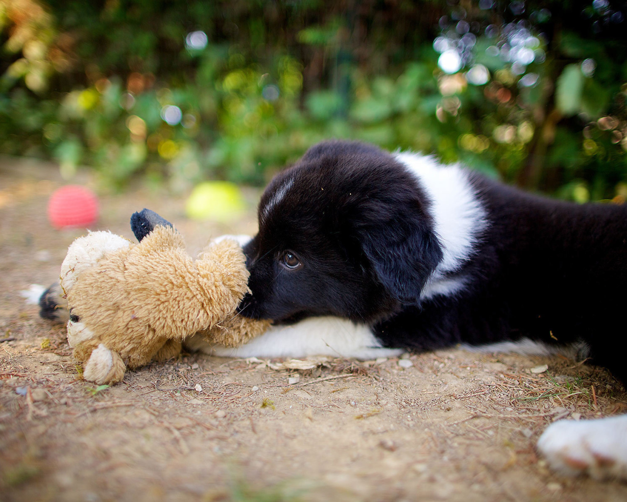 Щенок бордер-колли лежит с игрушкой