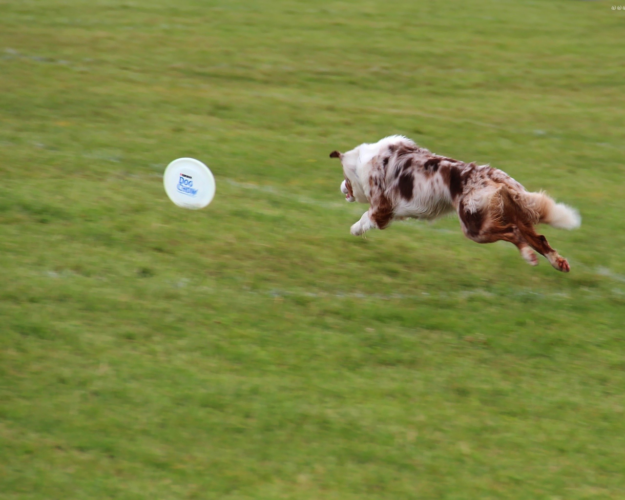 Бордер-колли бежит за фрисби