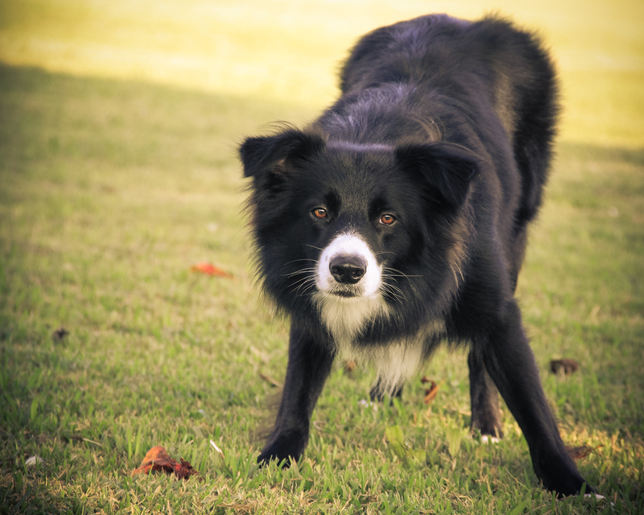 Бордер-колли что-то увидела