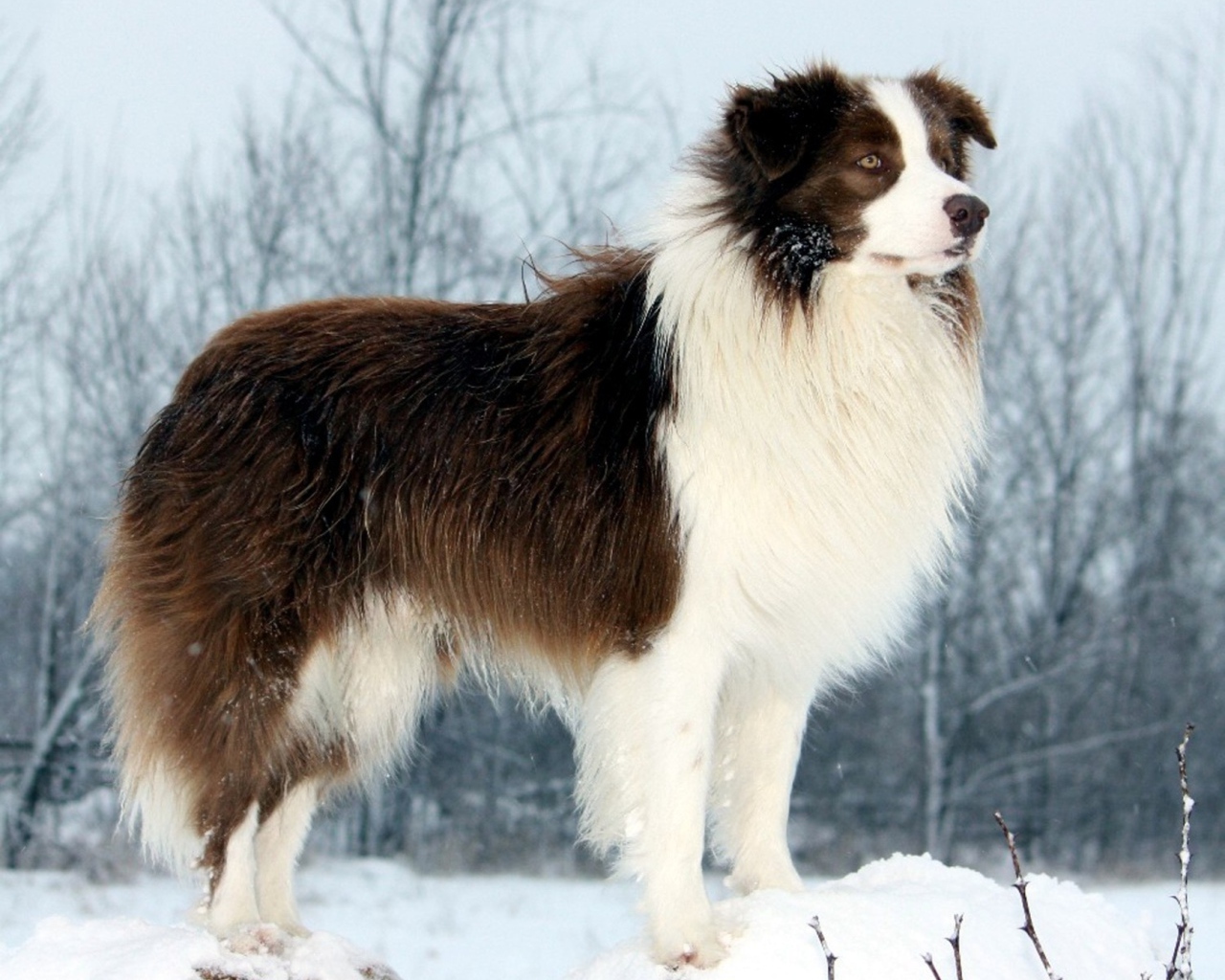 Бордер-колли стоит на сугробе