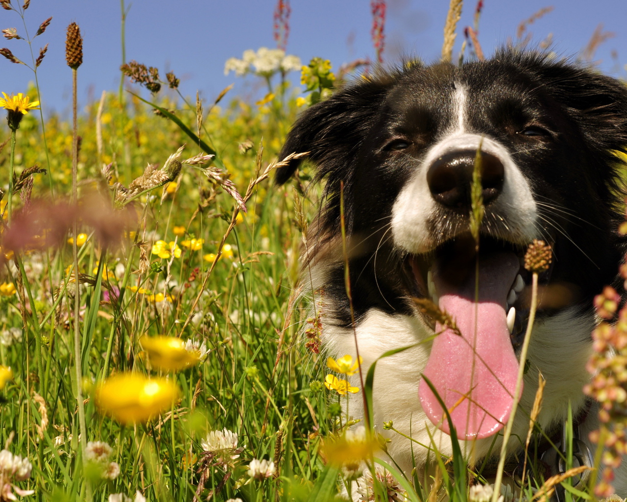 Бордер-колли с длинным языком сидит в цветах