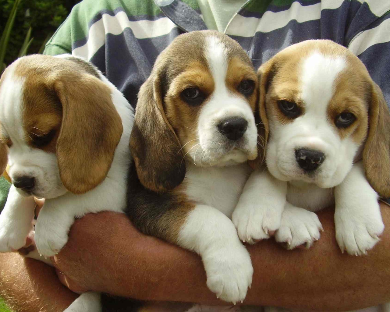 Букет из собак породы бигль