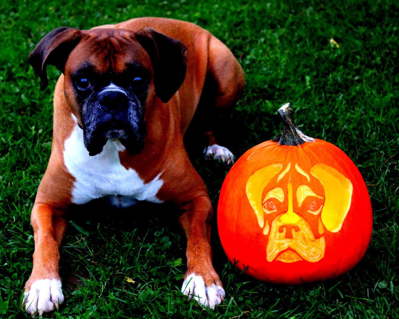 Боксёр и тыква