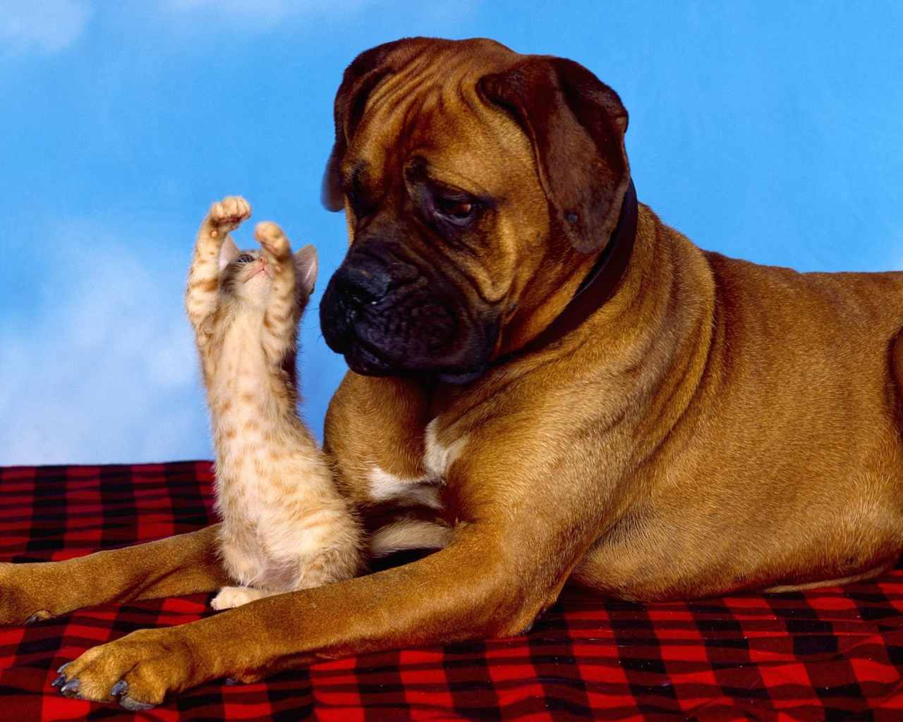 Боксёр и рыжий котёнок