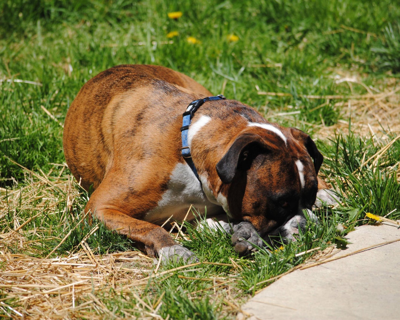 Боксёр в печали