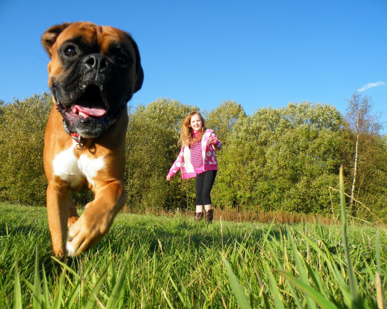 Боксёр убегает от ребёнка