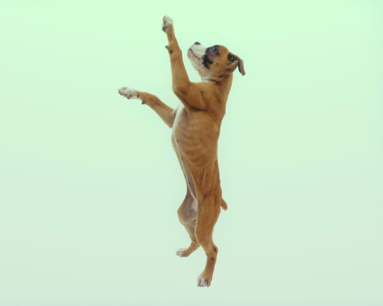 Боксёр в прыжке