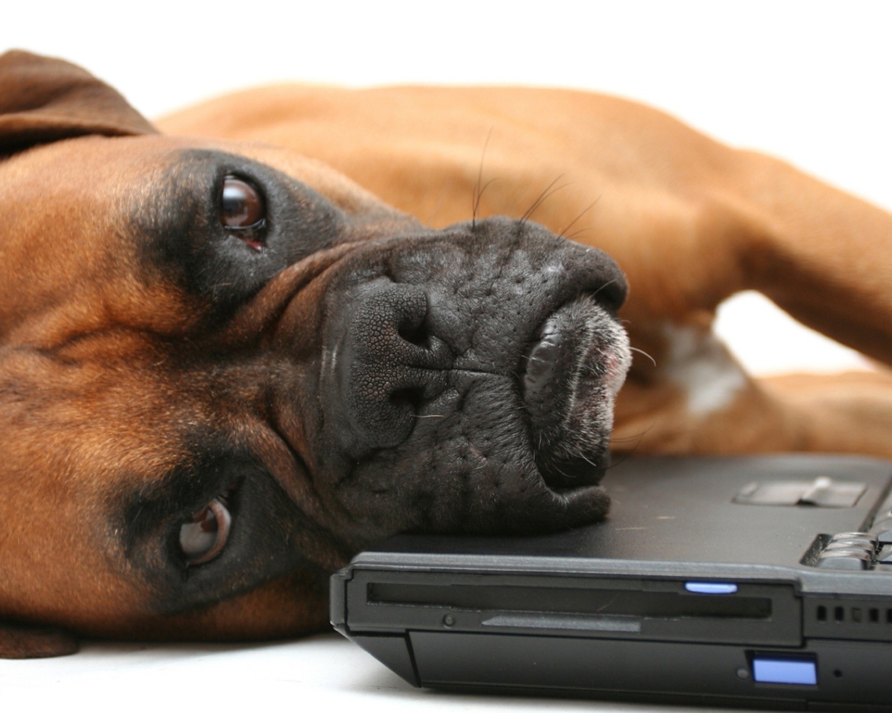 Боксёр положил голову на компьютер