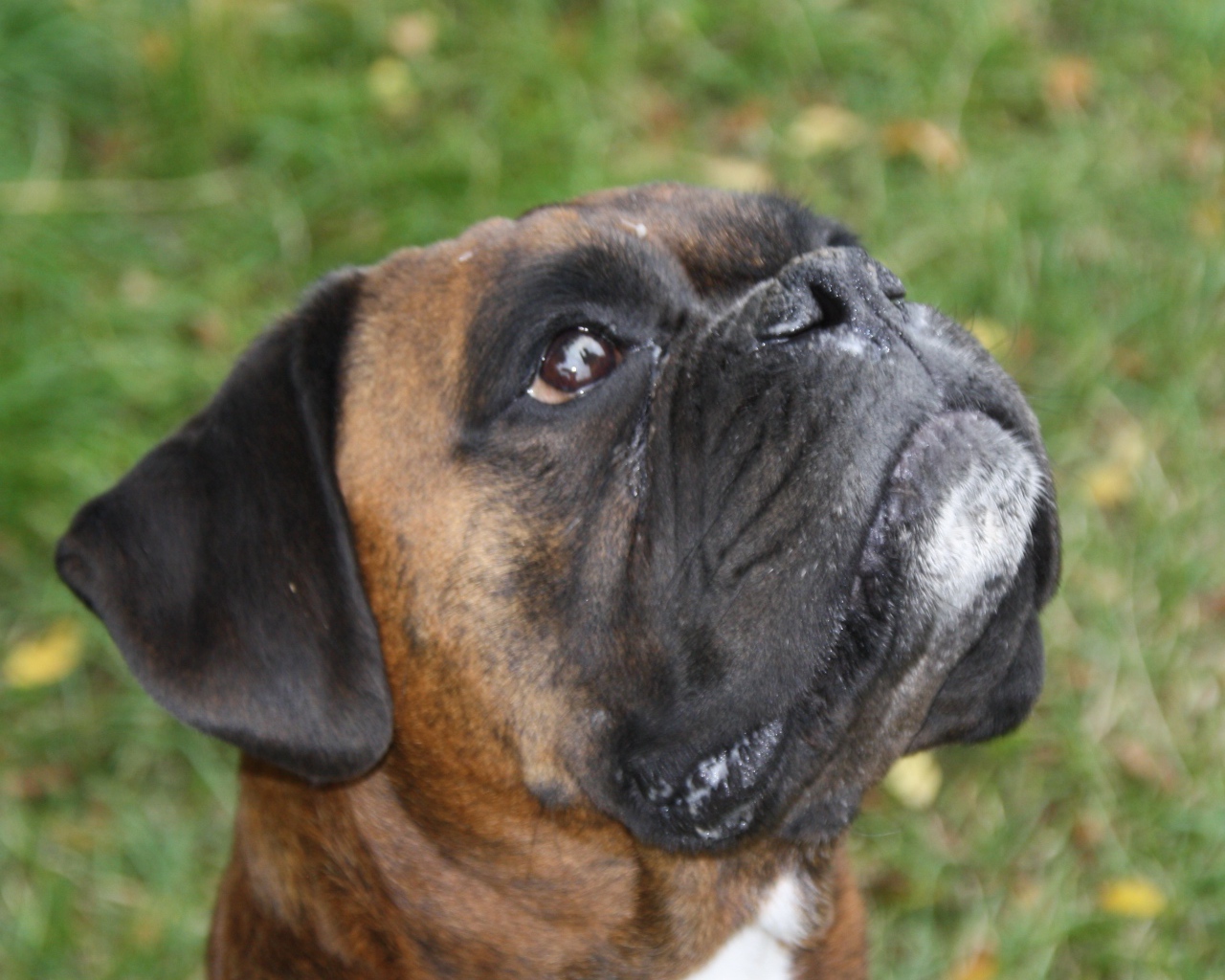 Боксёр смотрит вверх