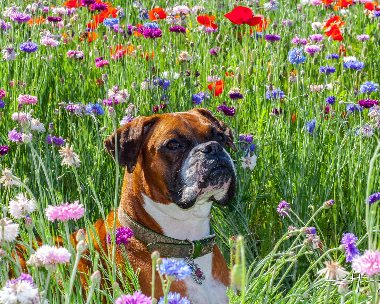 Боксёр на цветочном поле