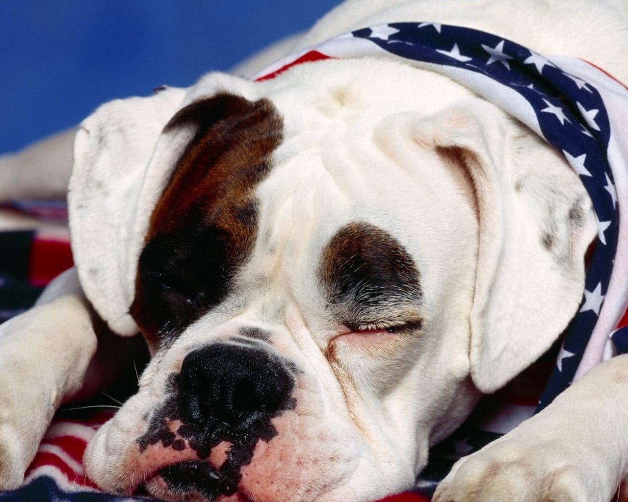 Боксёр патриот