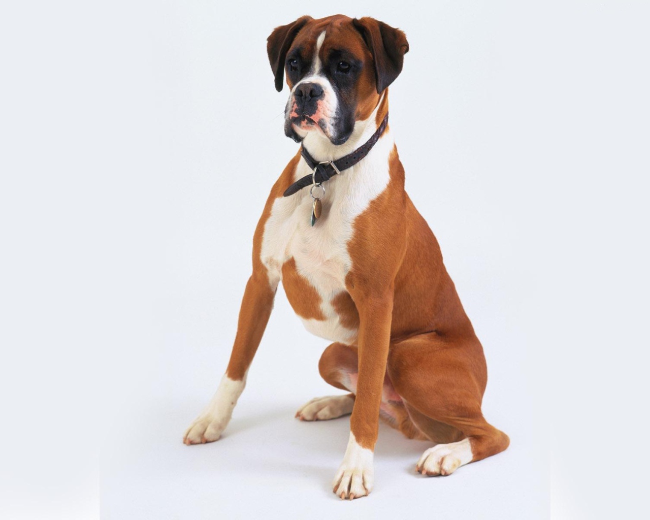 Боксёр позирует на белом фоне