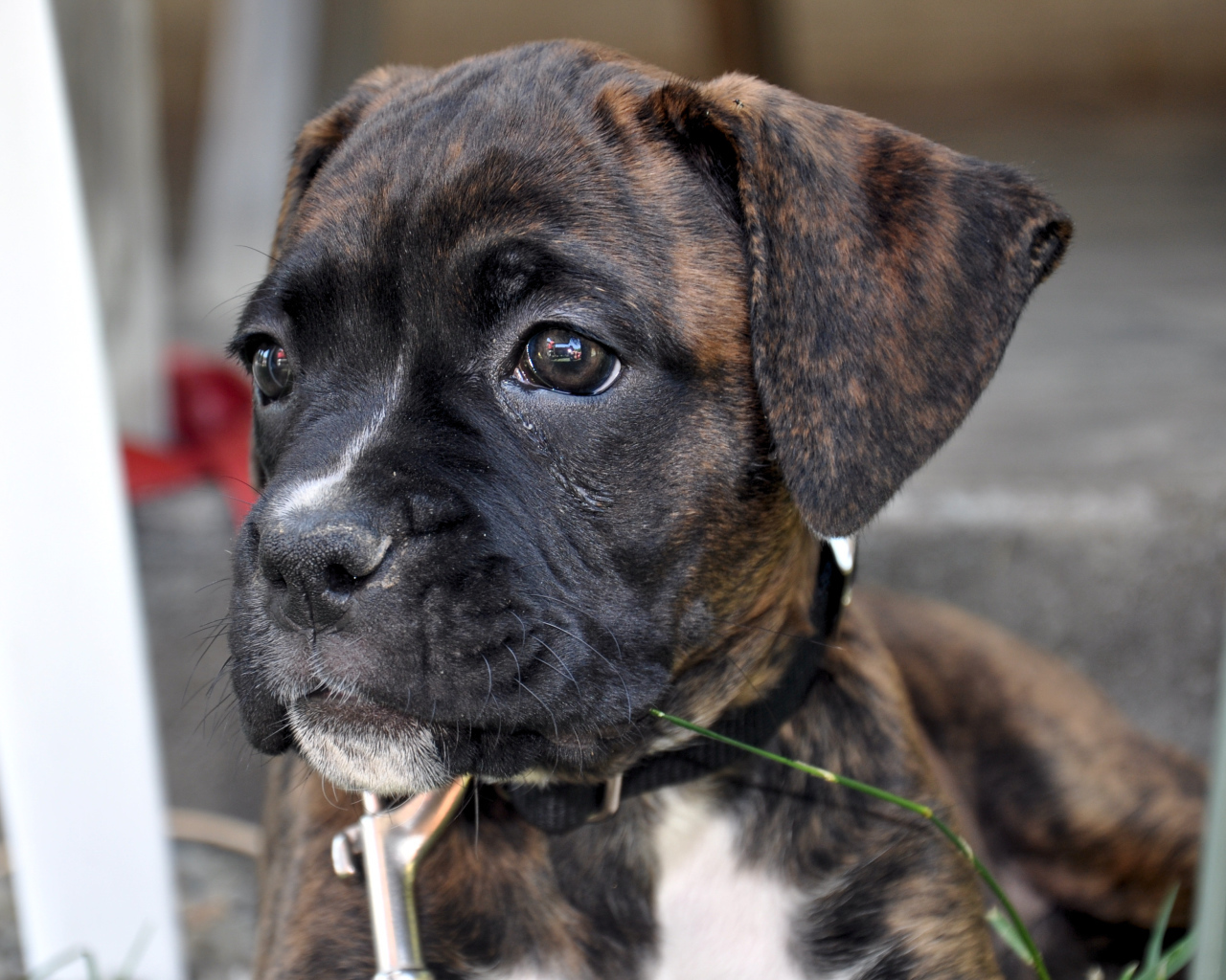 Щенок боксёра смотрит вдаль