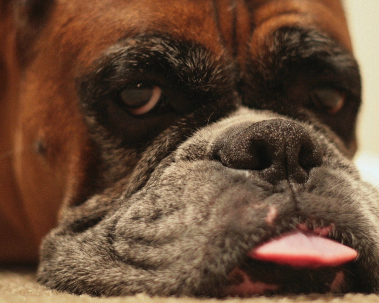 Боксёр показывает язык