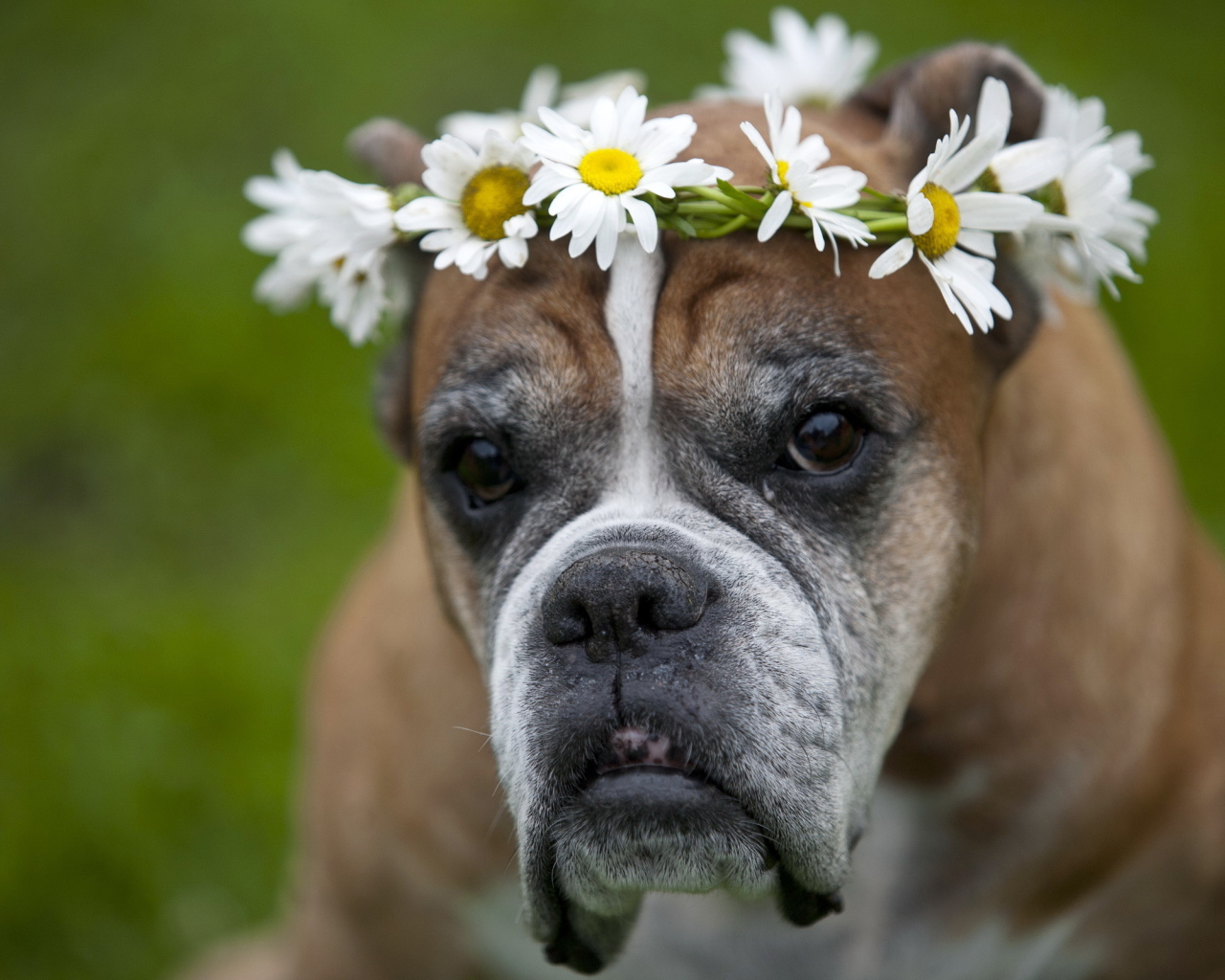 Боксёр с венком на голове