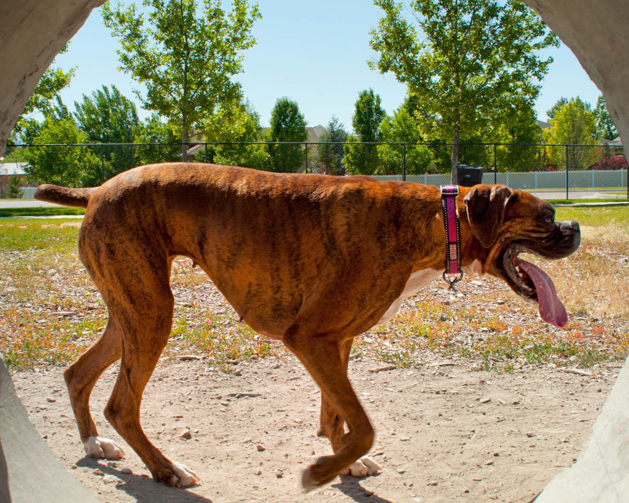 Боксер с длинным языком