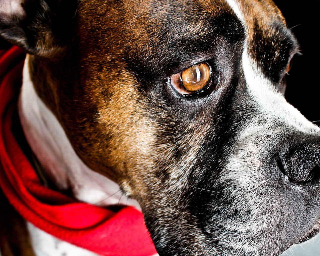 Боксёр с платком на шее