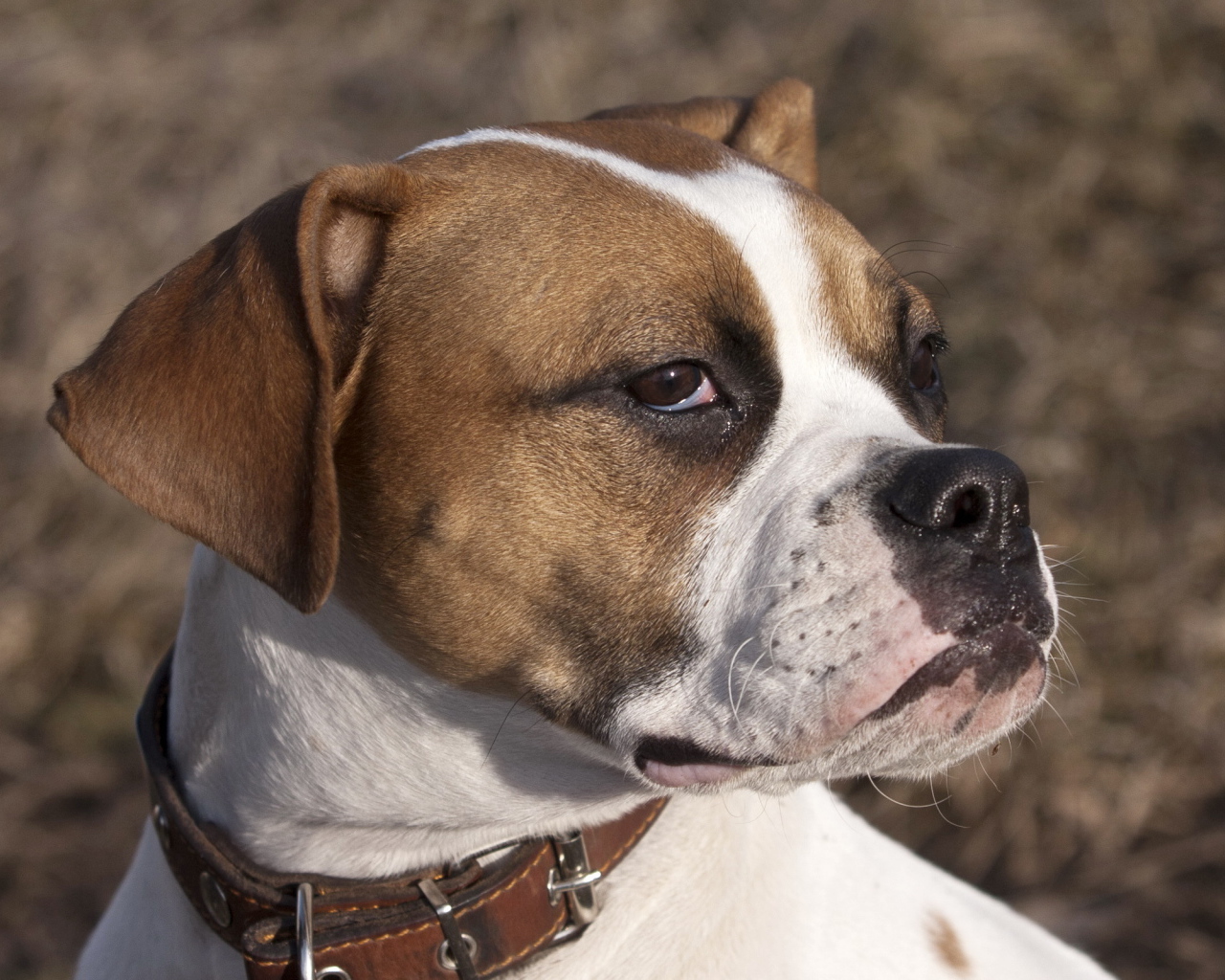 Боксёр с безразличным взглядом