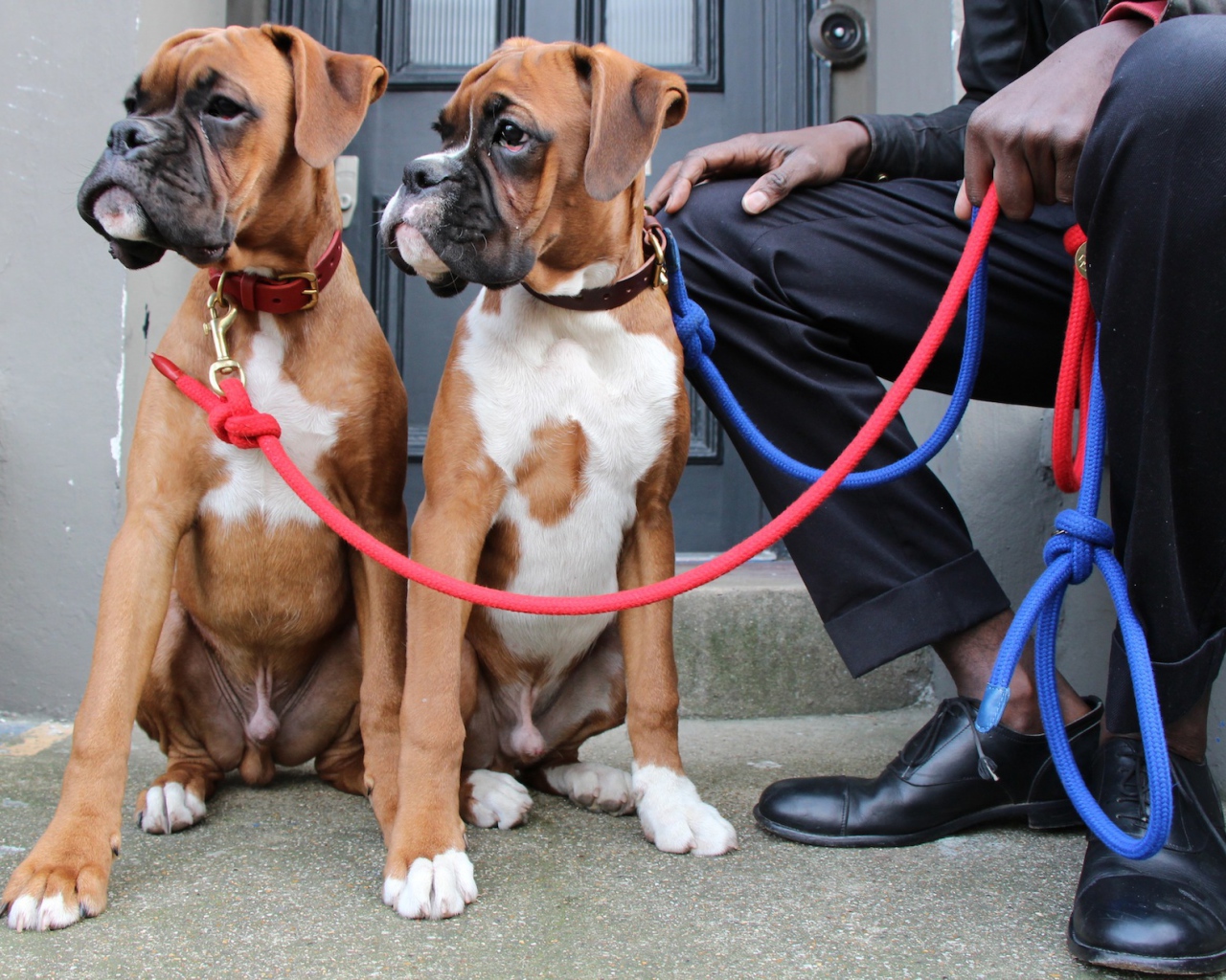 Братья боксёры и их хозяин