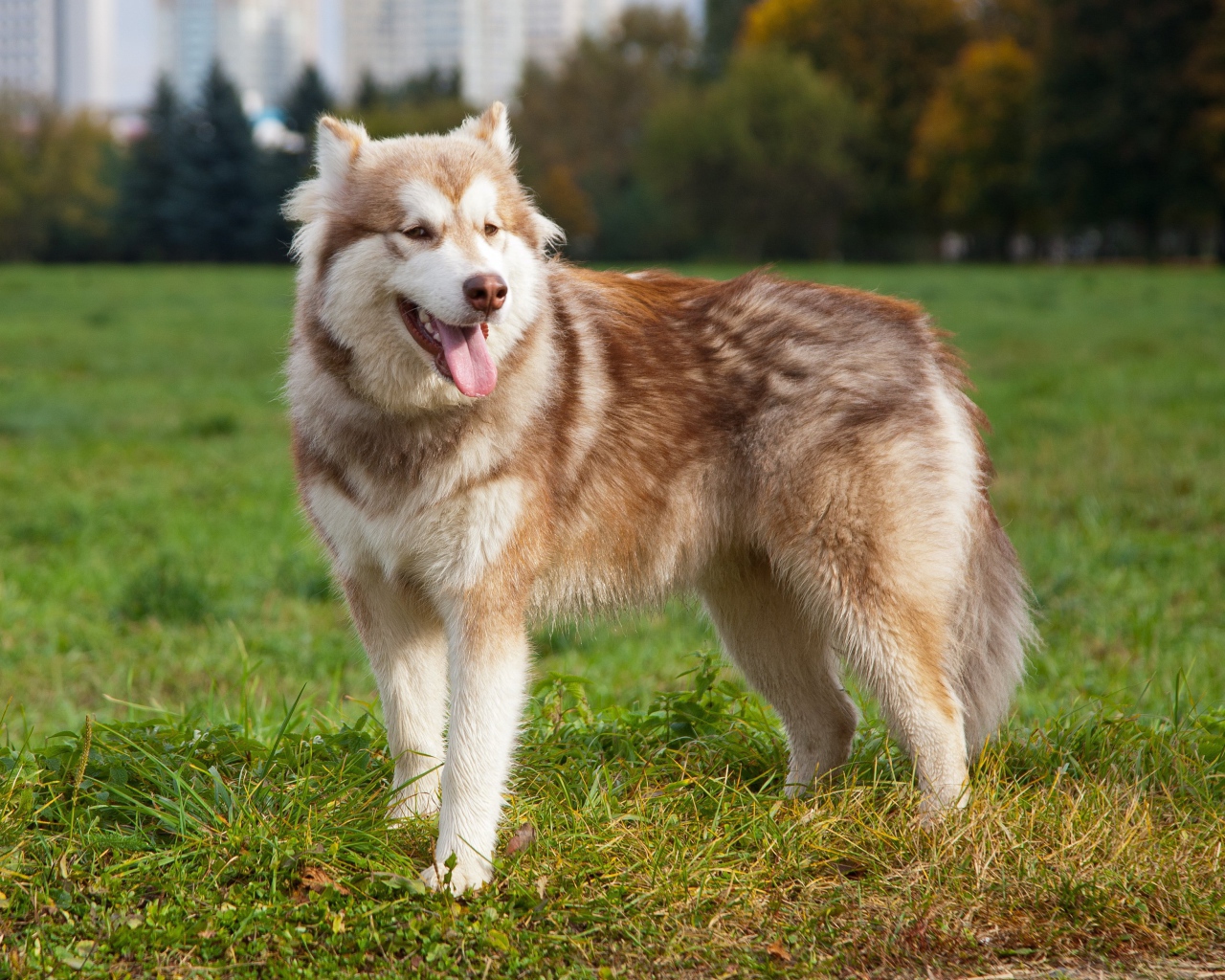 Коричневый аляскинский маламут на траве