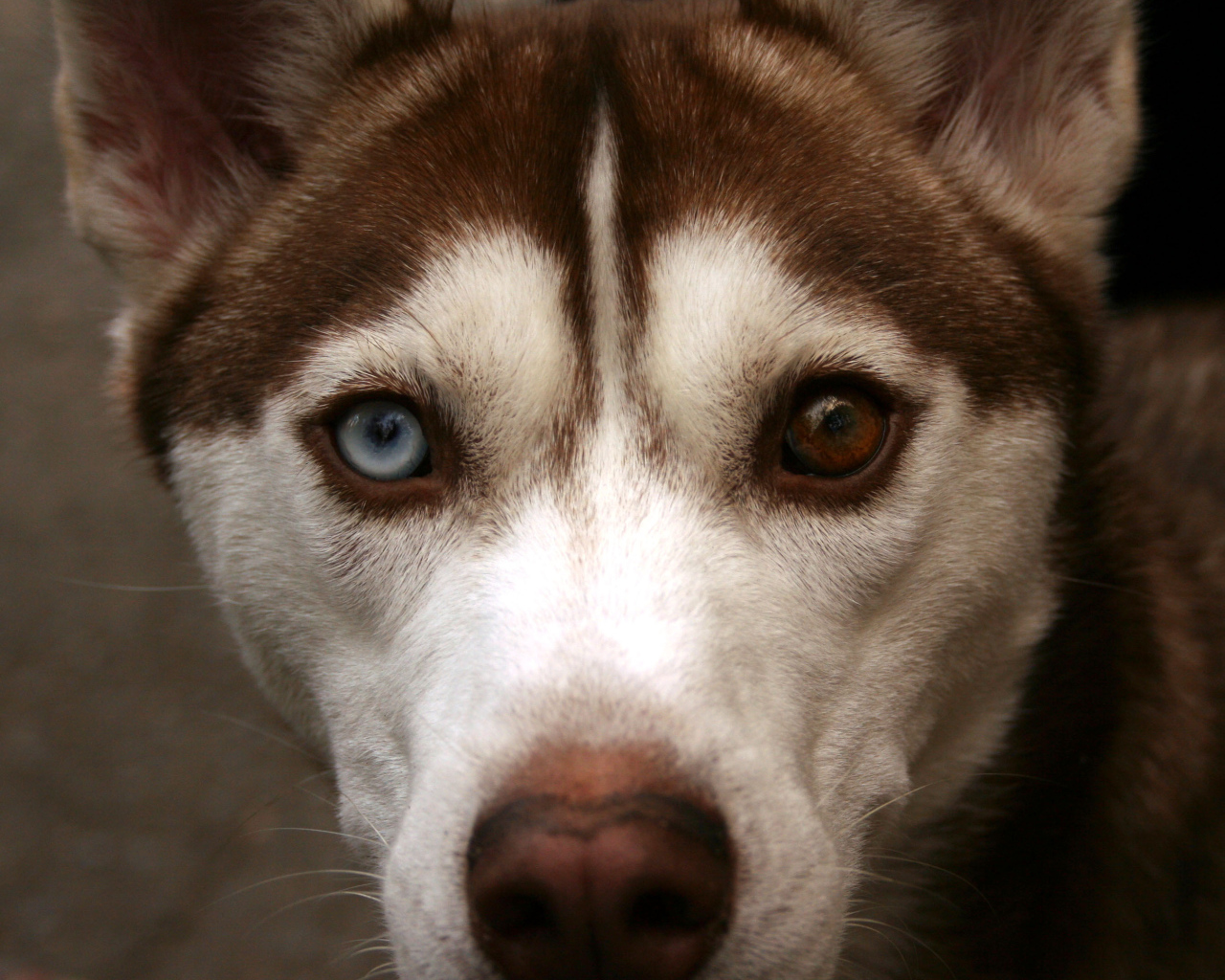 Коричневый Сибирский хаски крупным планом