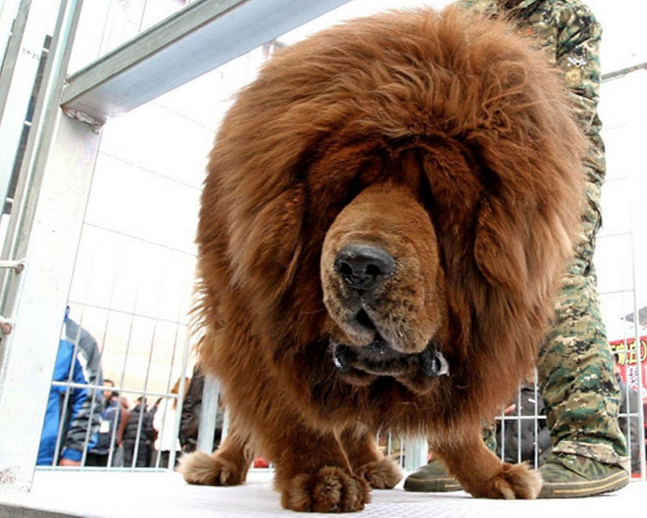 Коричневый Тибетский мастиф