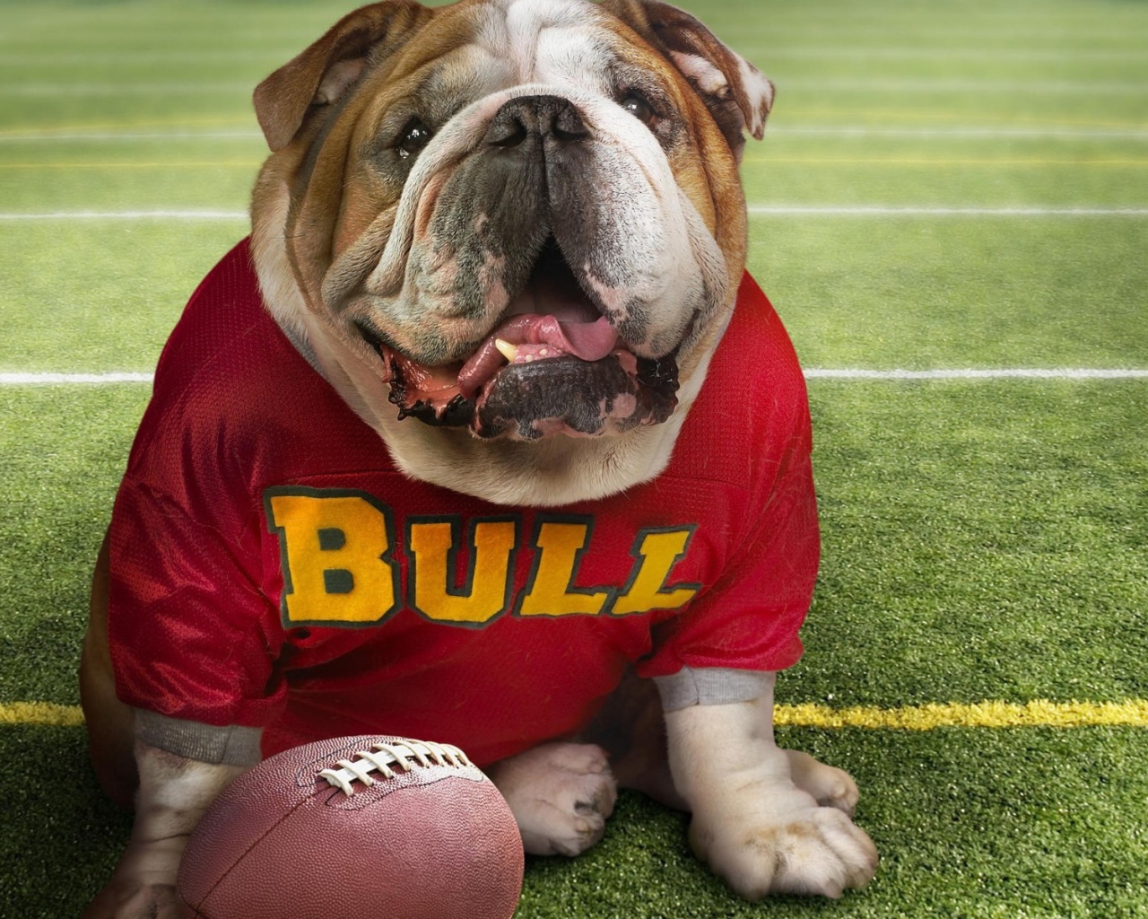 Бульдог в спортивной одежде