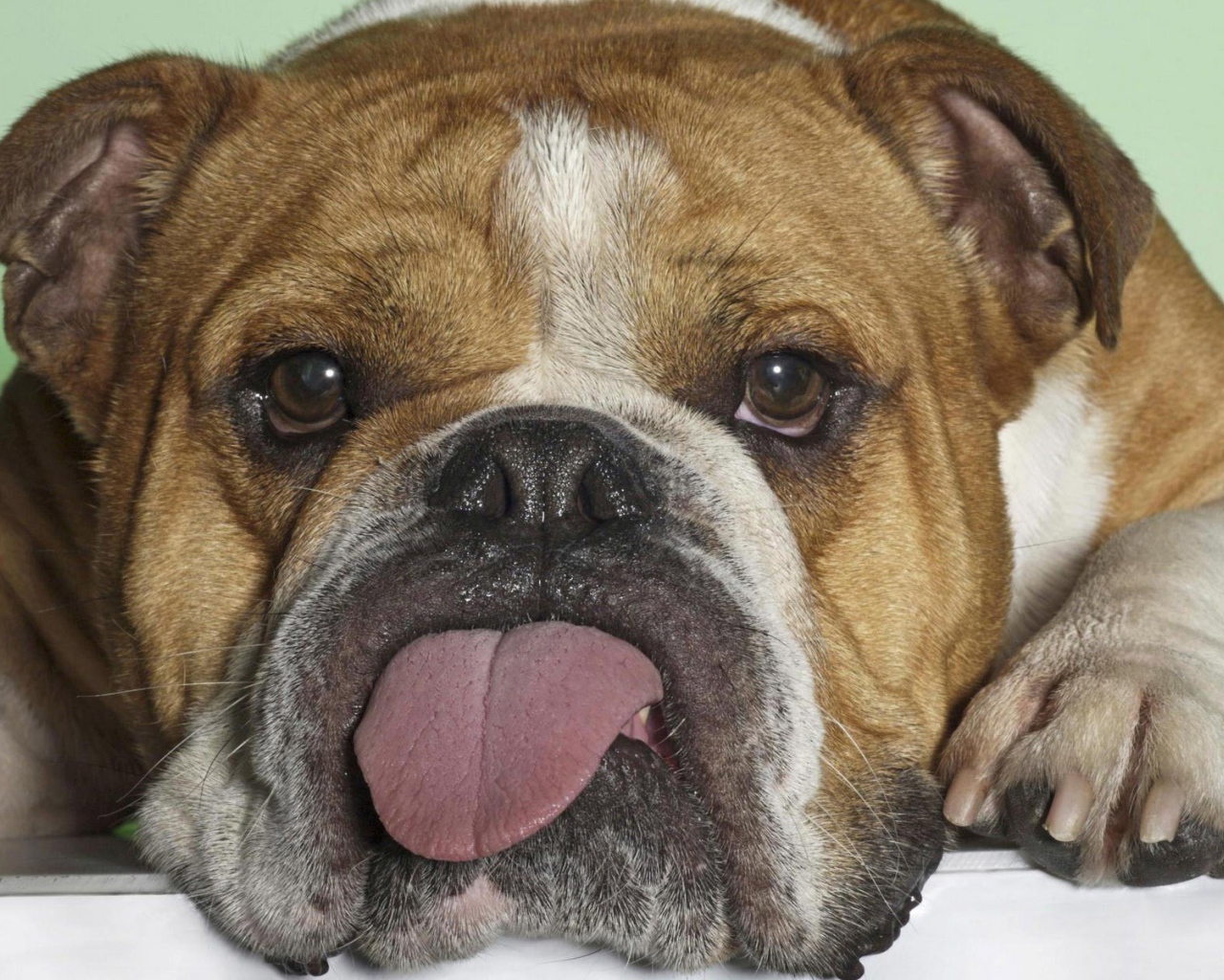 Бульдог показывает язык