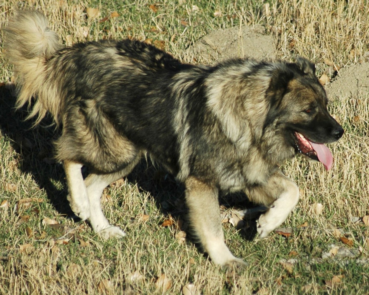 Кавказская овчарка на прогулке