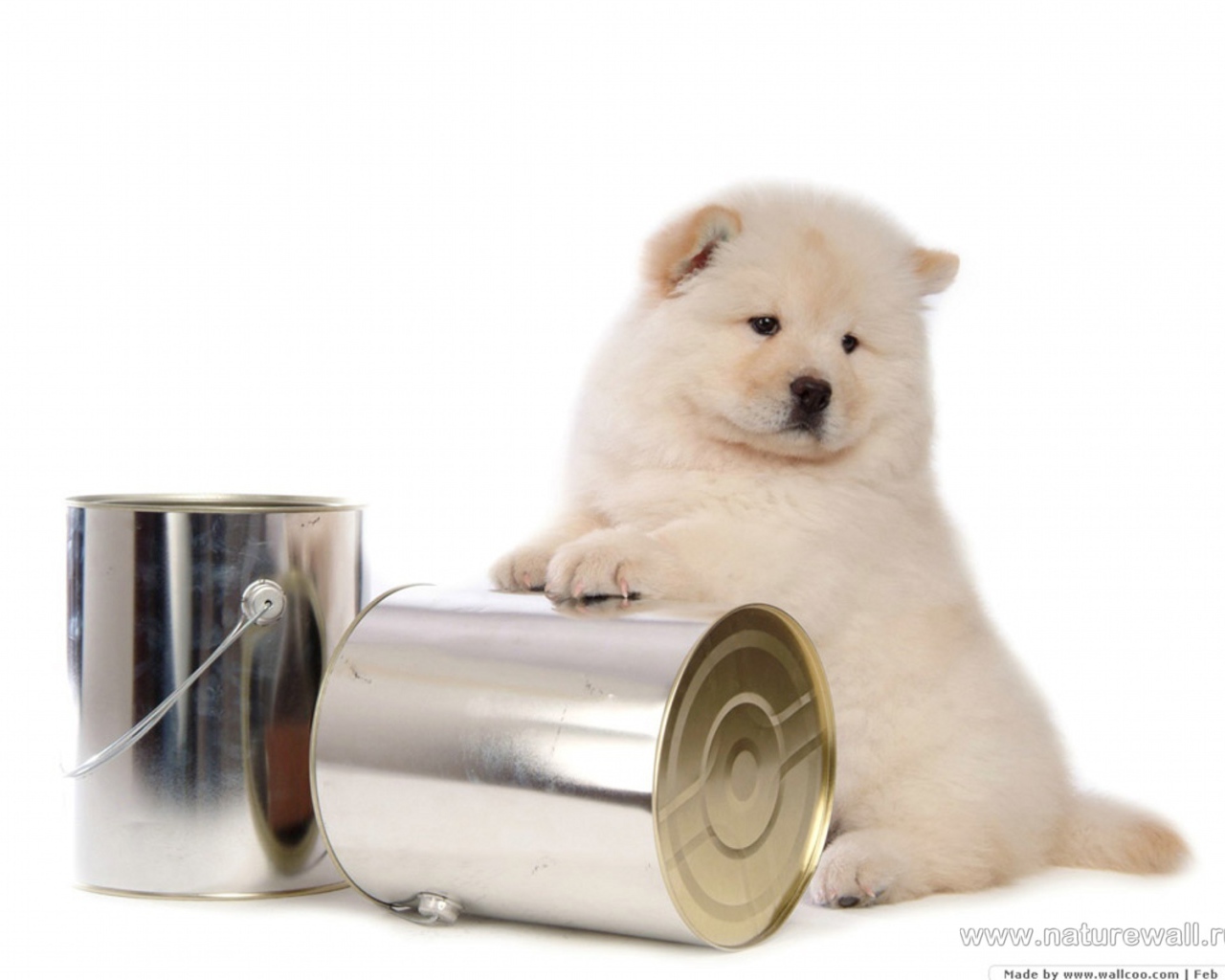 Чау-чау и банки