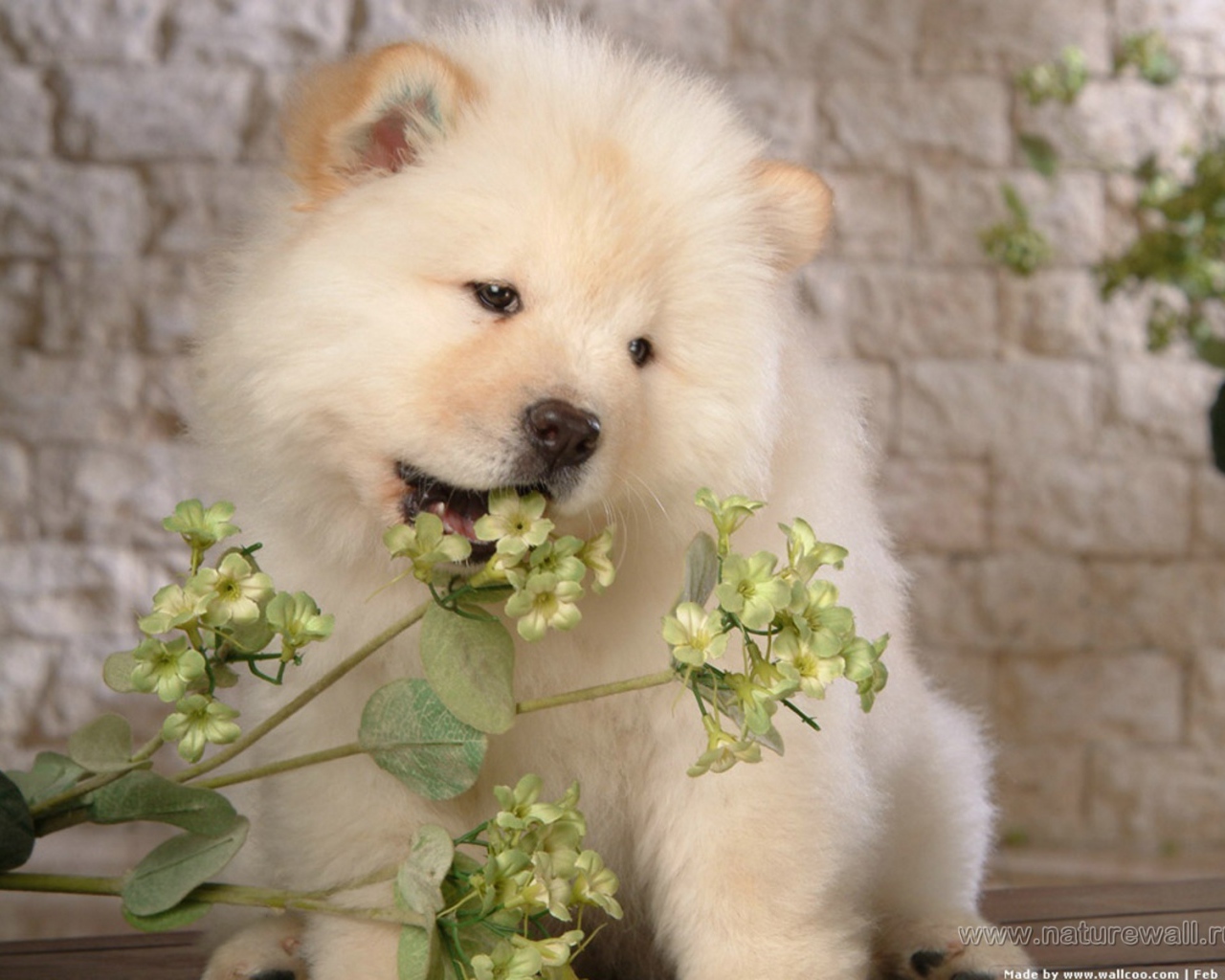 Чау-чау жует цветок