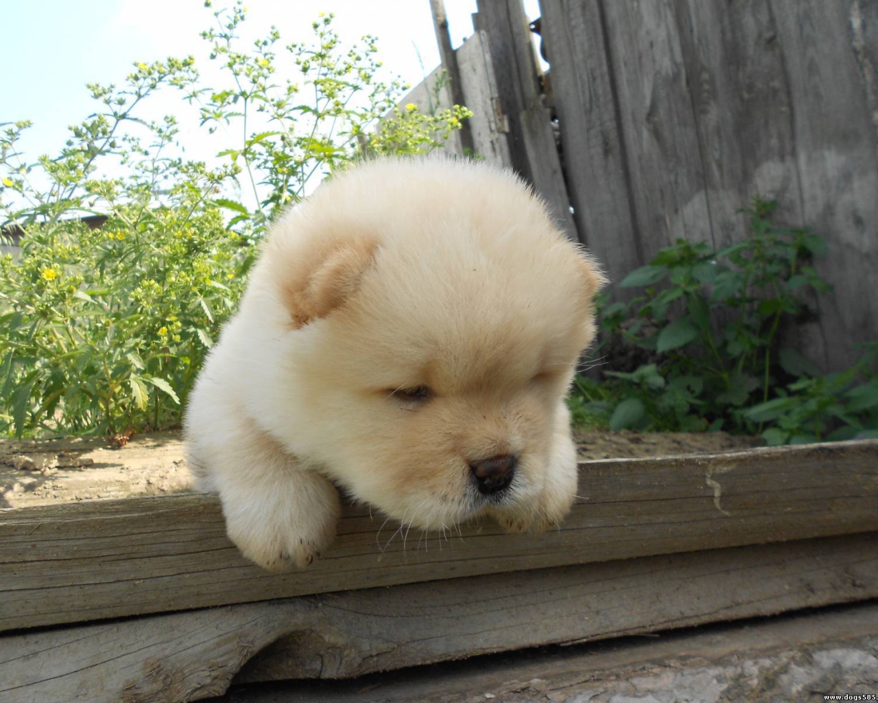 Чау-чау выглядит усталой