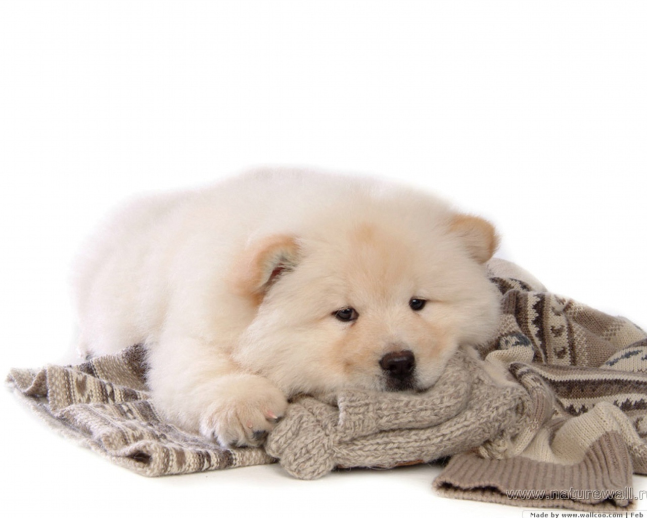 Чау-чау лежит на свитере