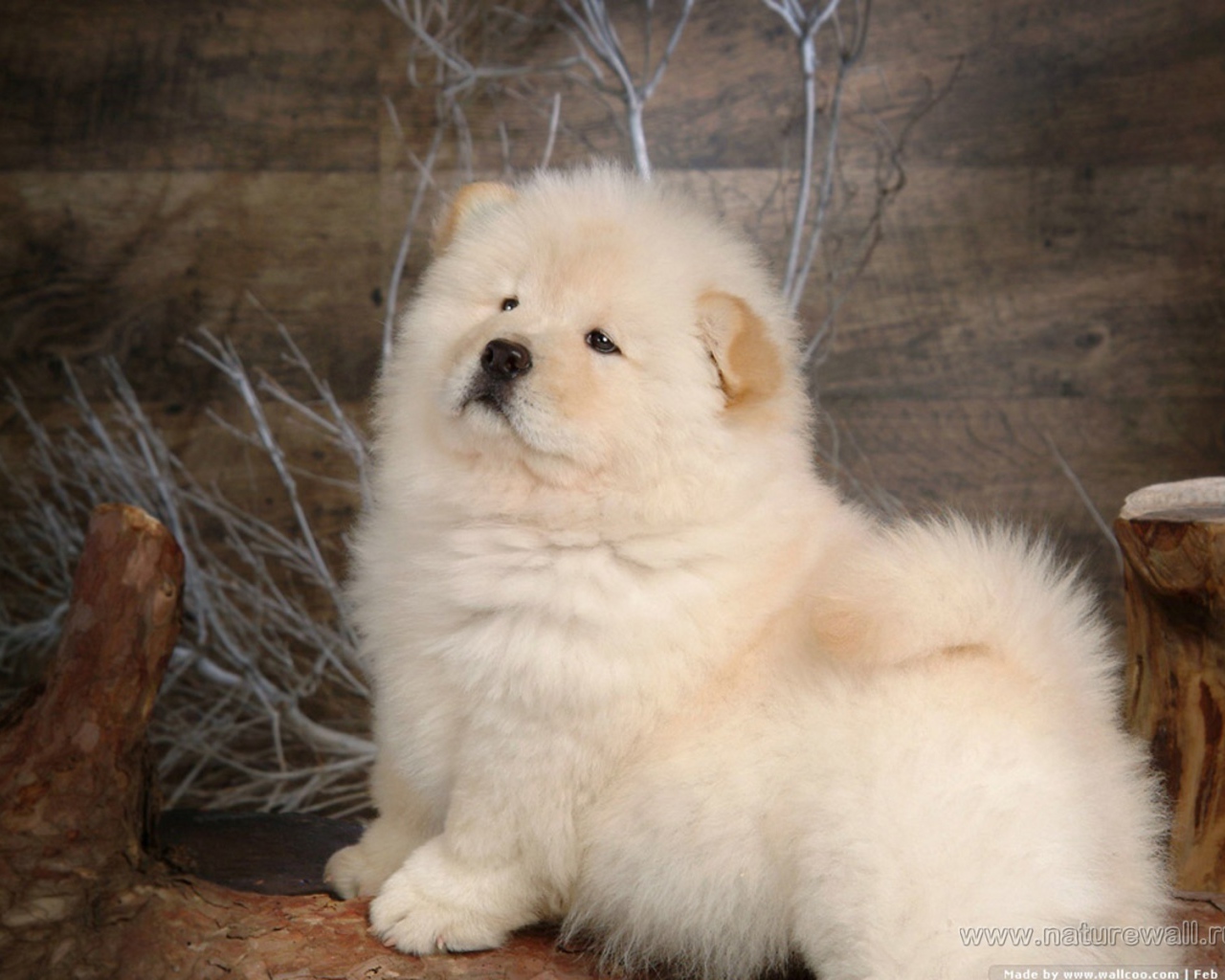 Чау-чау позирует для картины