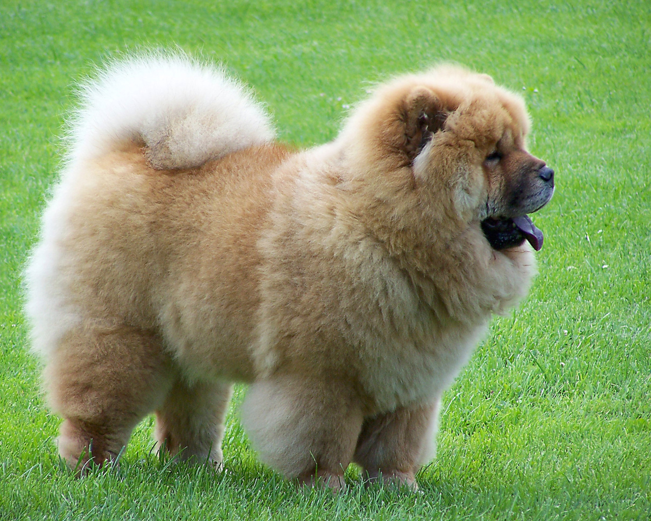 Чау-чау на прогулке