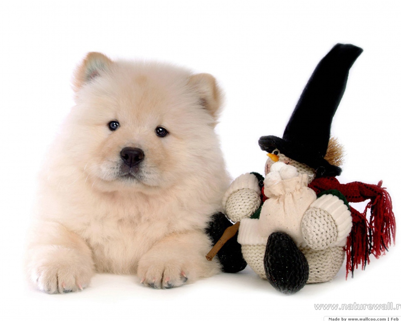 Chow-Chow with a toy