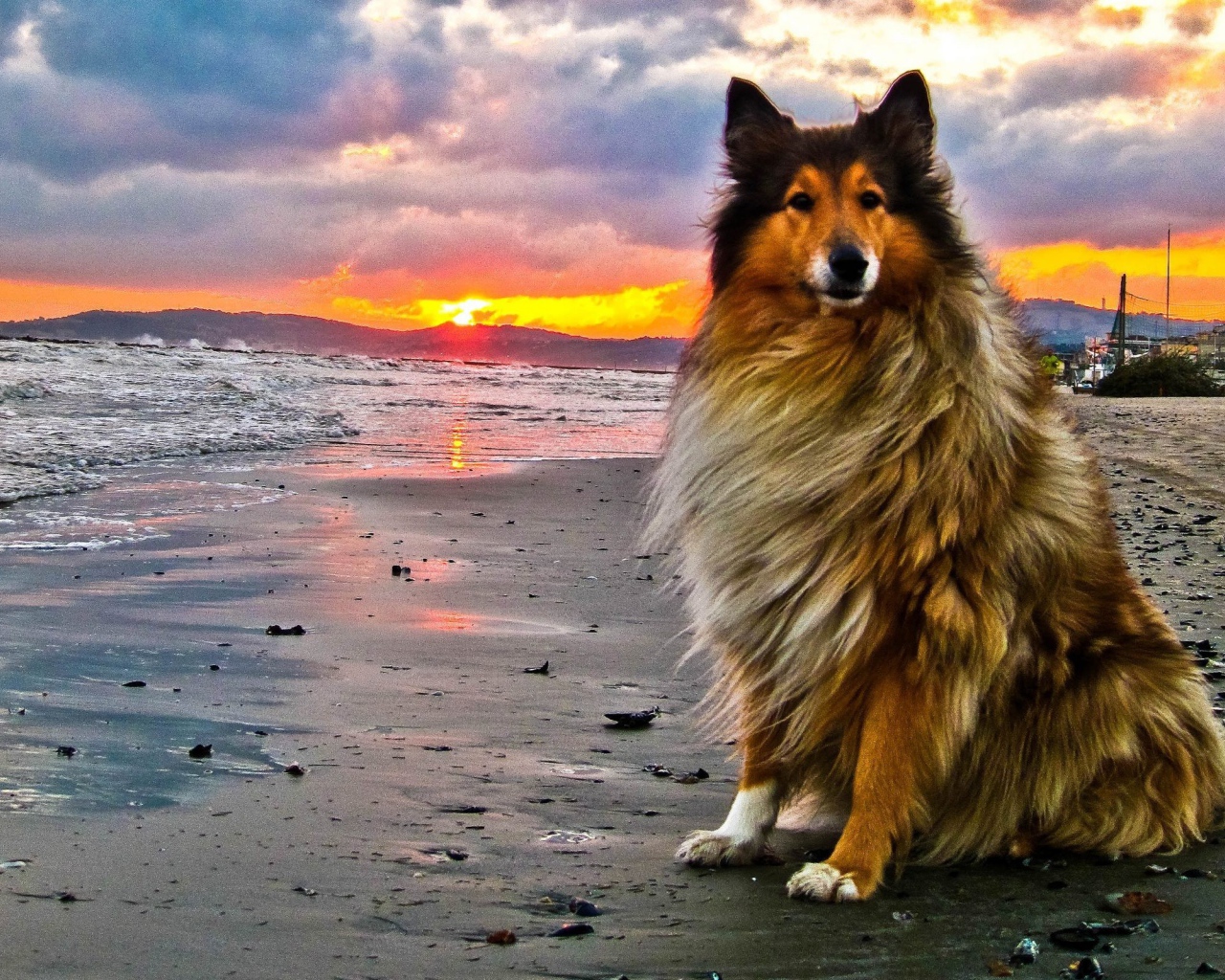 Колли на пляже