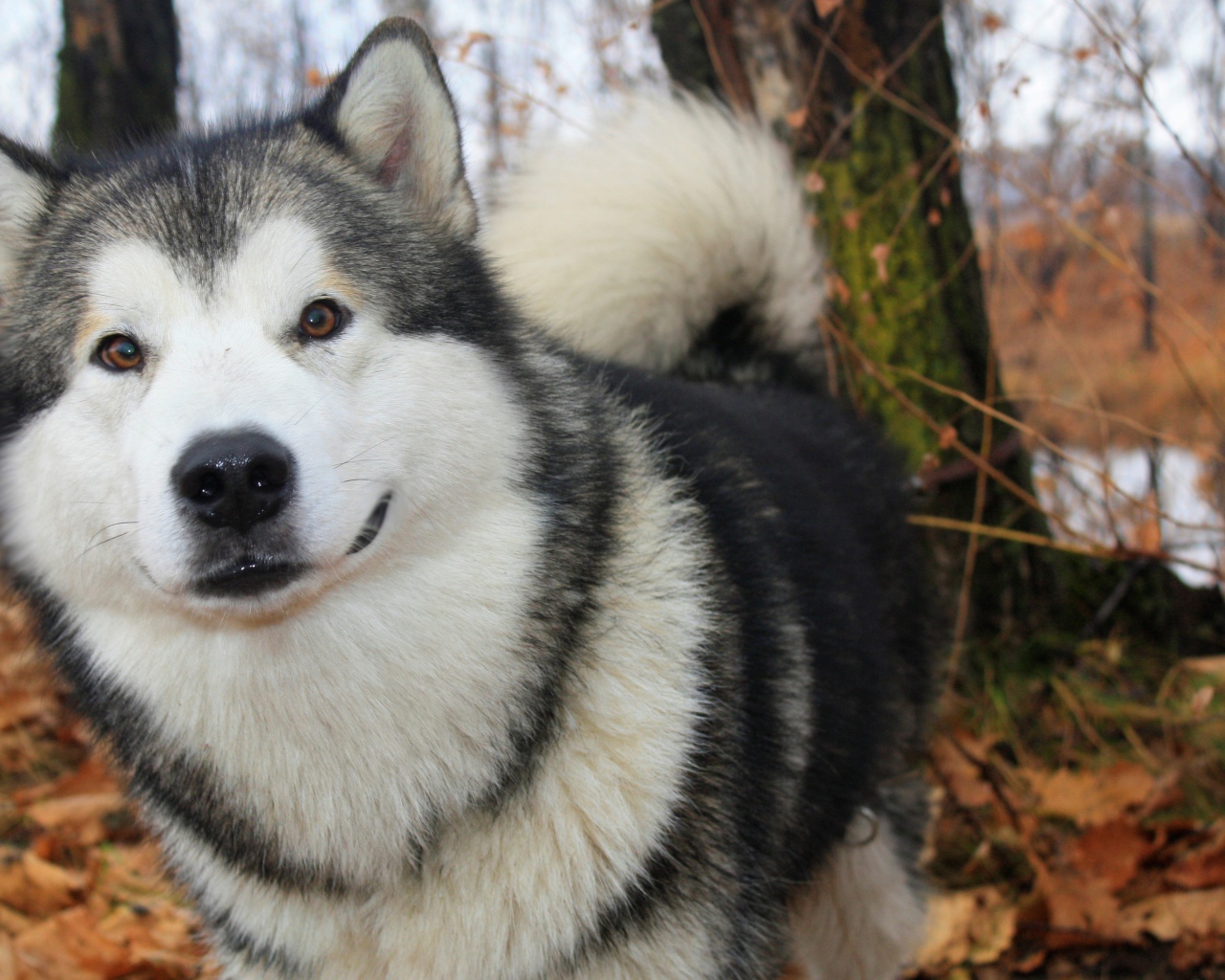 Милый аляскинский маламут